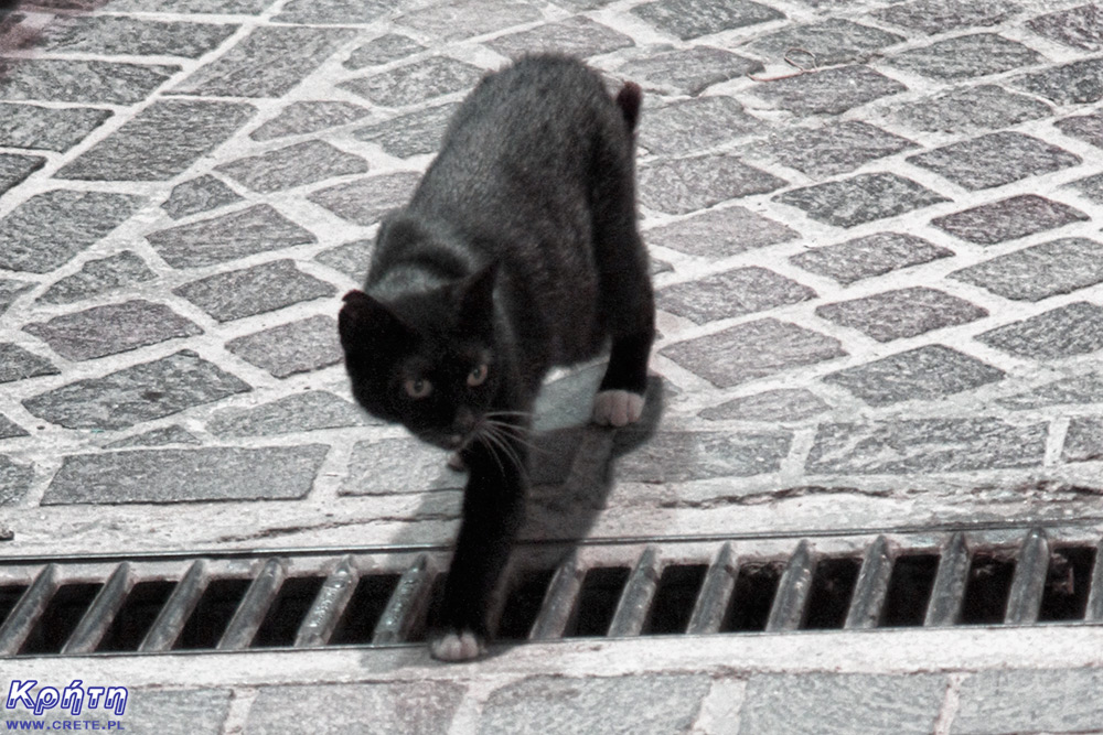 Unglückliche schwarze Katze