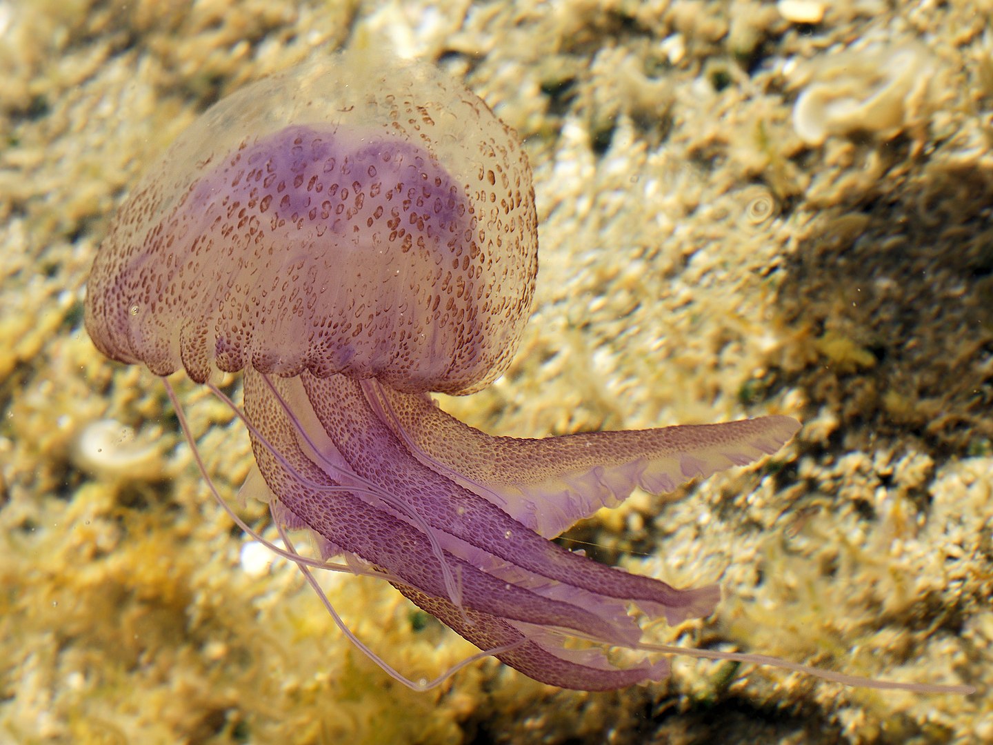 Glowing jellyfish