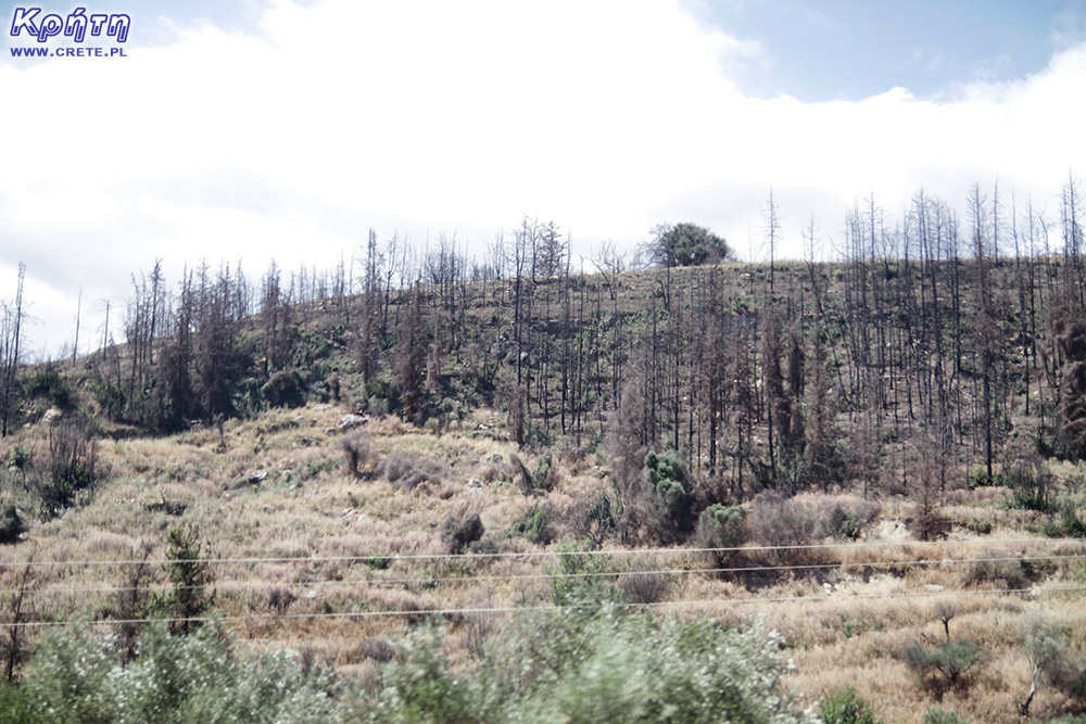 Landschaft nach dem Feuer