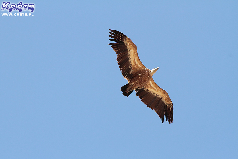 Griffon vulture