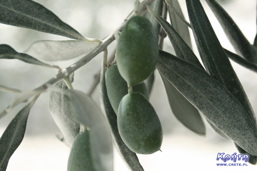 Święto oliwek - oliwki