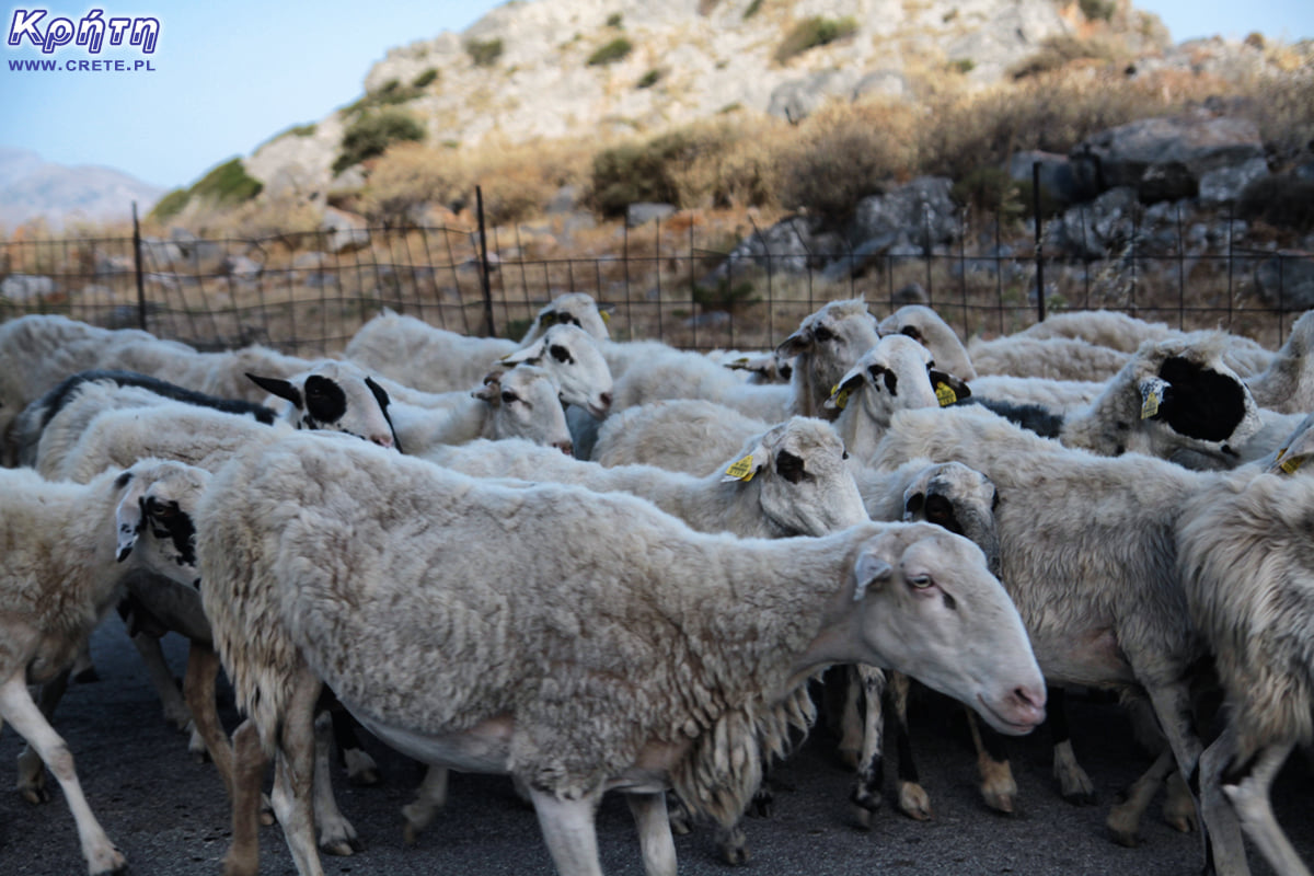 Sheep in Crete