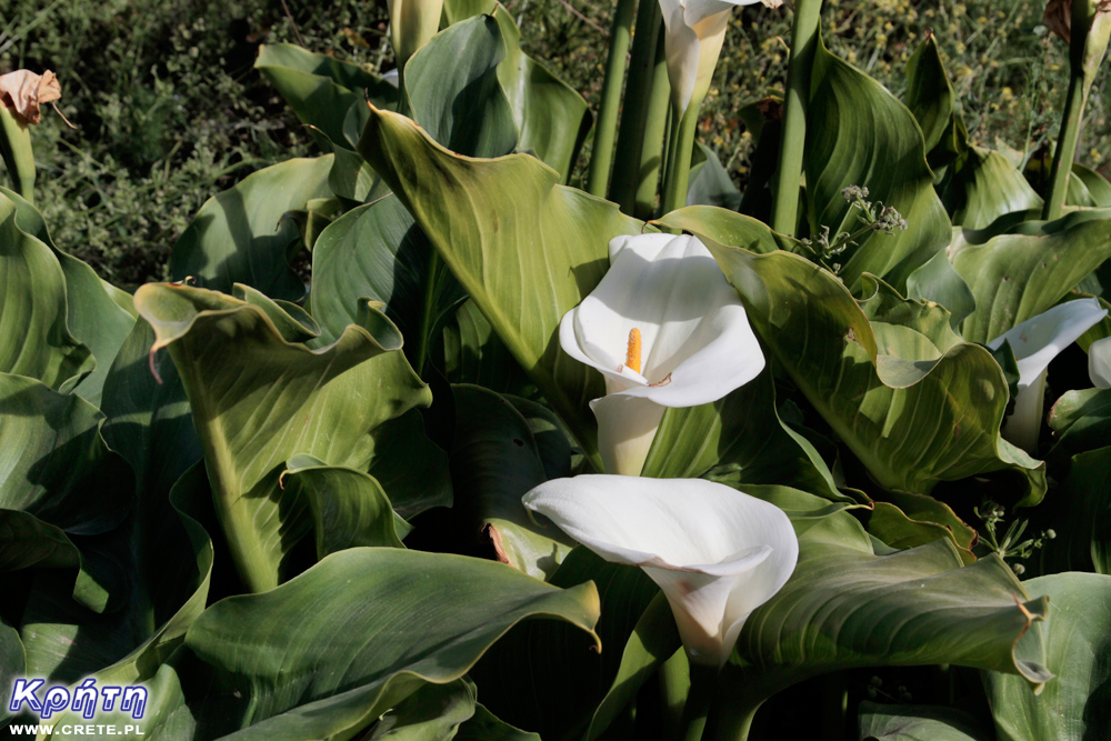 Flowers in Crete