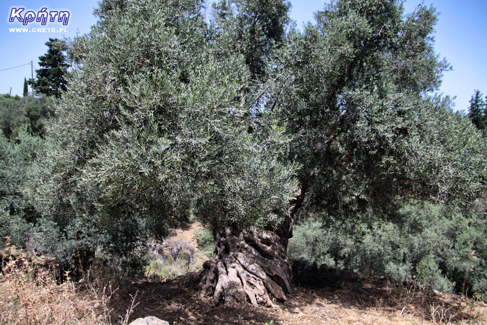 Old Cretan olive