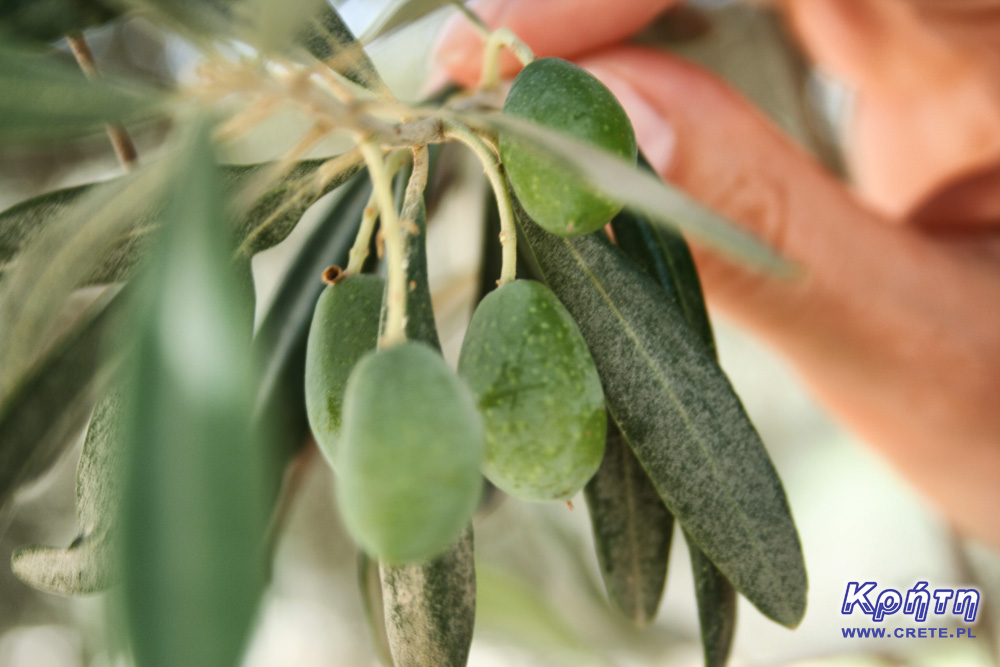 Olives on the tree