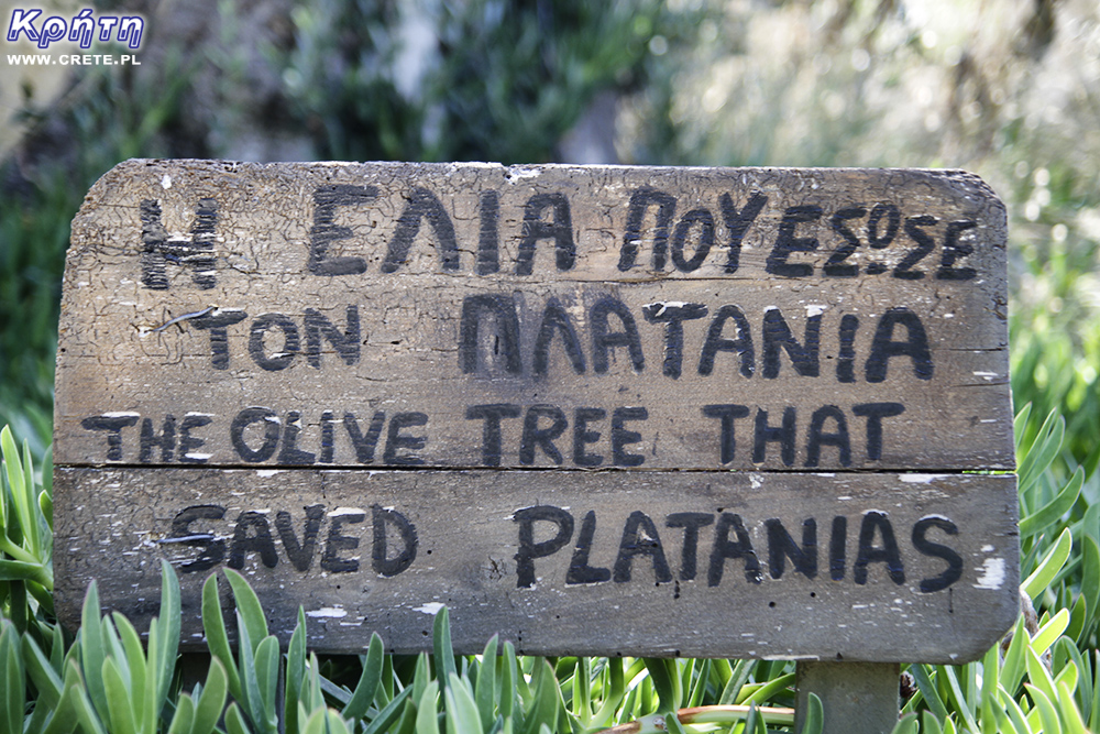 Tabliczka z opisem świetego drzewa oliwnego