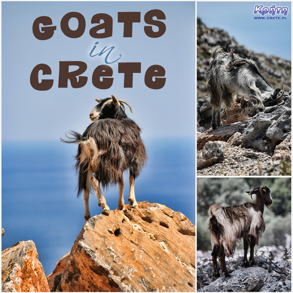 Pocztówka z Krety - Kreteńskie kozy