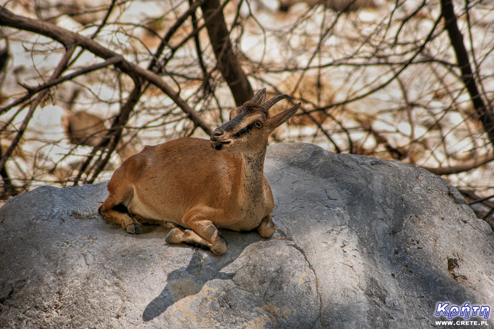 A real wild goat, Kri-Kri