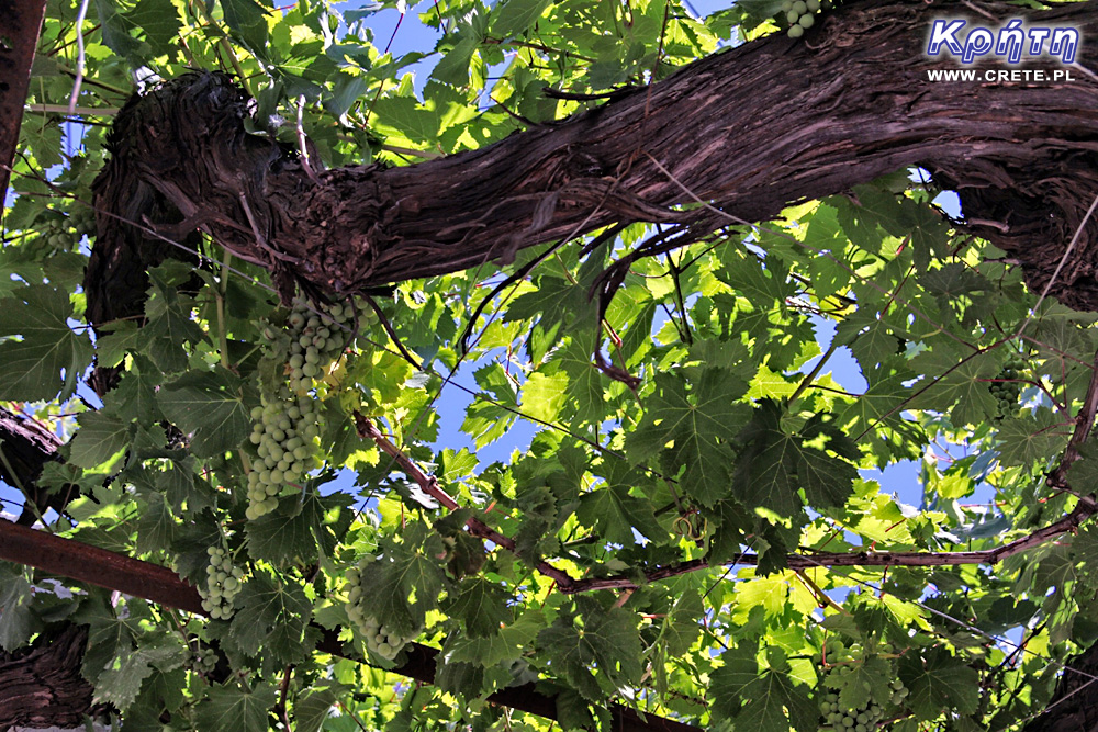 Cretan vine