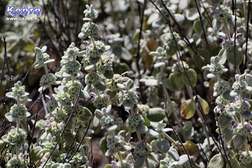 Herbs in Crete