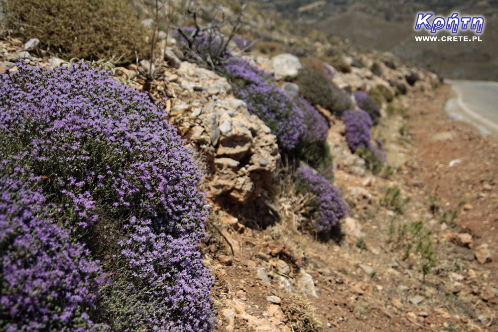 Thyme in Crete