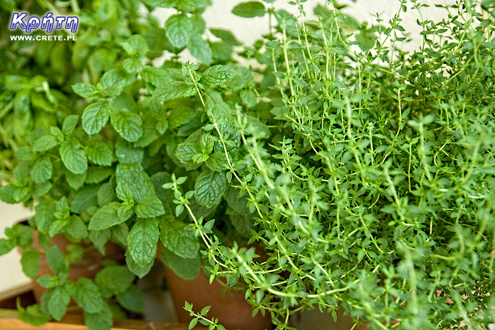 Thyme and mint